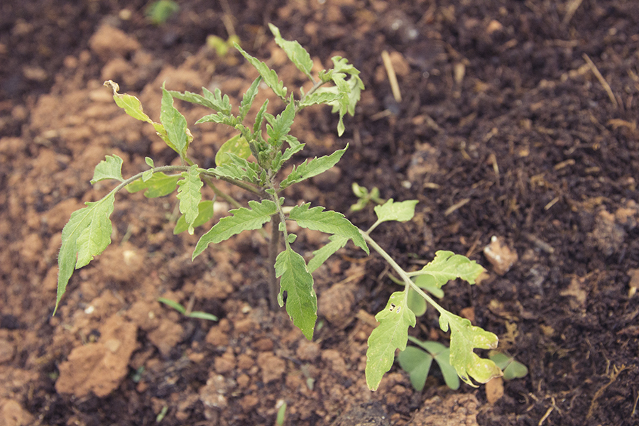 Compost